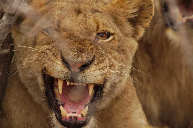 Featured image of post Ein ganz normaler Game Drive