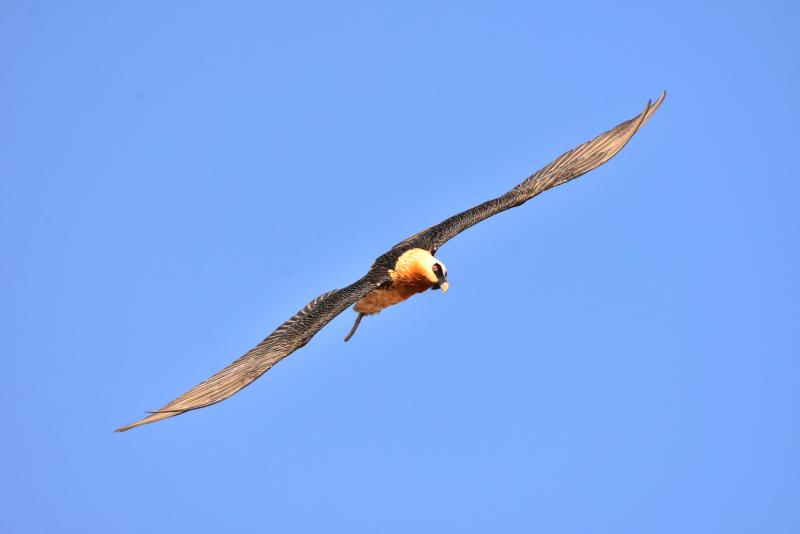 Featured image of post Flugschauspiel zum Abschluss