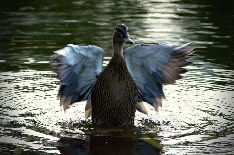 Featured image of post Mein Einstieg in die Wildlifefotografie 