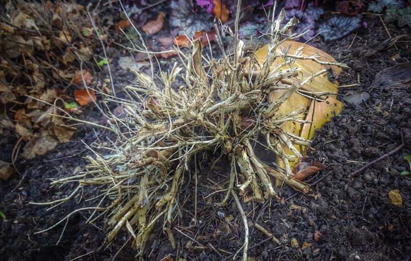 Featured image of post Snapseed