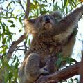 Auf dem Koala Track