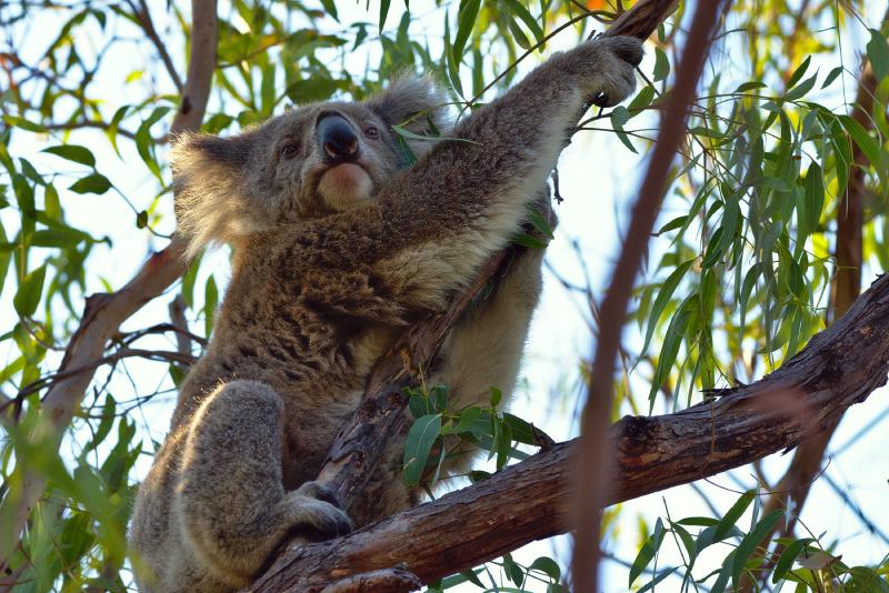 Featured image of post Auf dem Koala Track