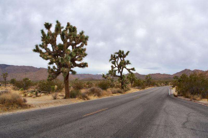 Featured image of post Palm Springs und die Wüste
