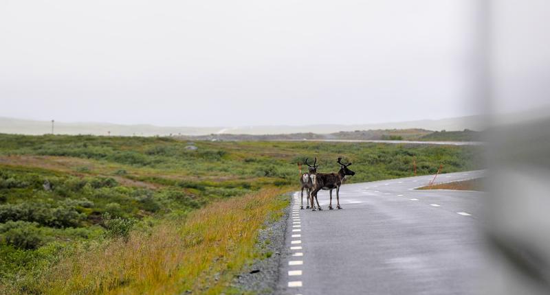 Featured image of post Scandinavia with a child and a van - Northern Sweden, Östersund, Vildmarksvägen, Sagavägen, Blåvägen