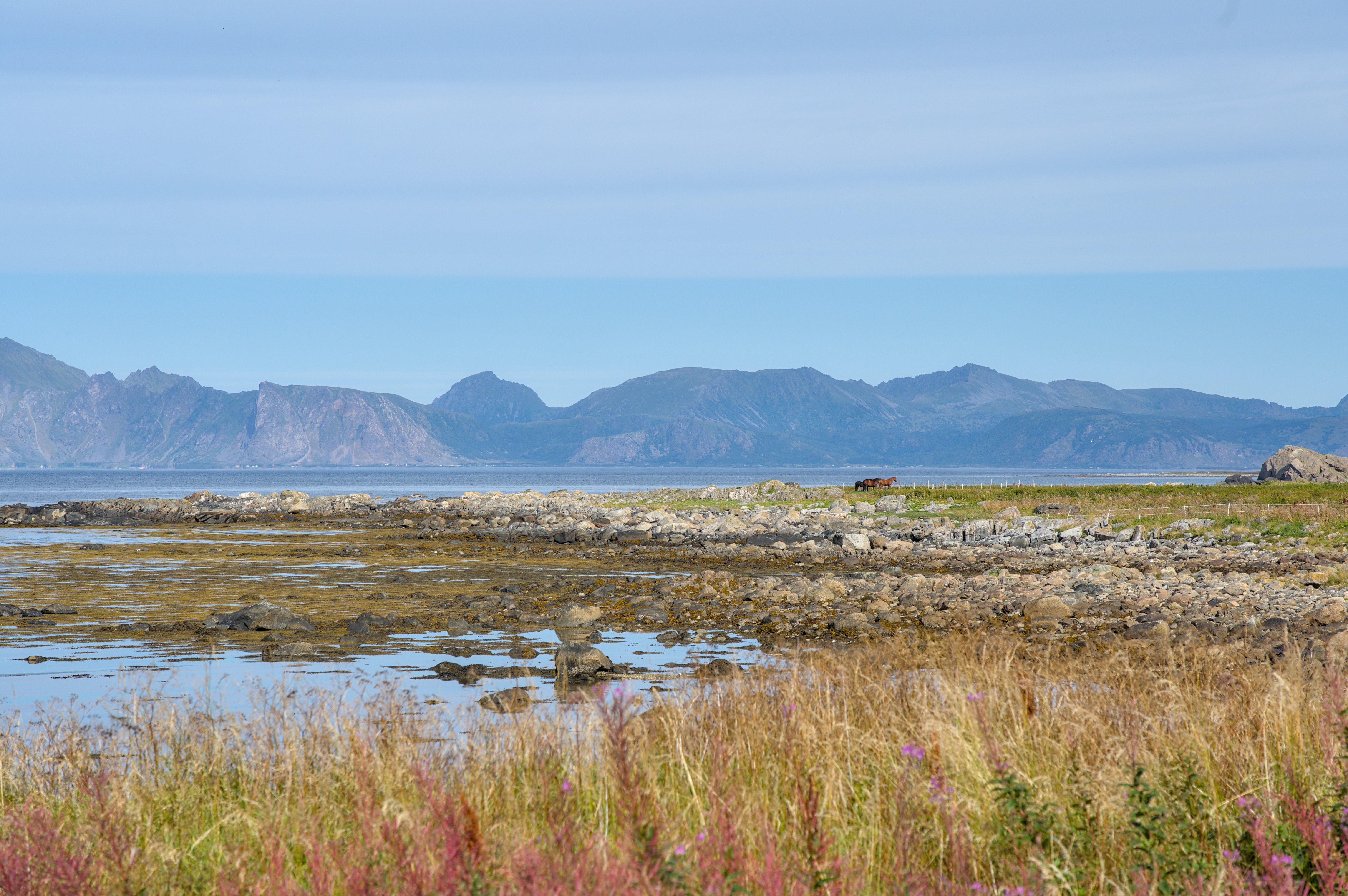 Küste bei Andøy mit felsigem Ufer, Bergen im Hintergrund und blühender Vegetation im Vordergrund.