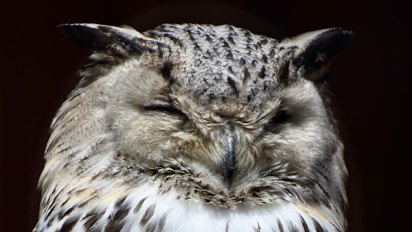 Ein Spaziergang mit wilden Begegnungen - Tierfotografie im Wildpark Poing