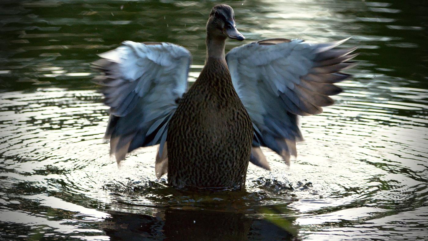 Mein Einstieg in die Wildlifefotografie 