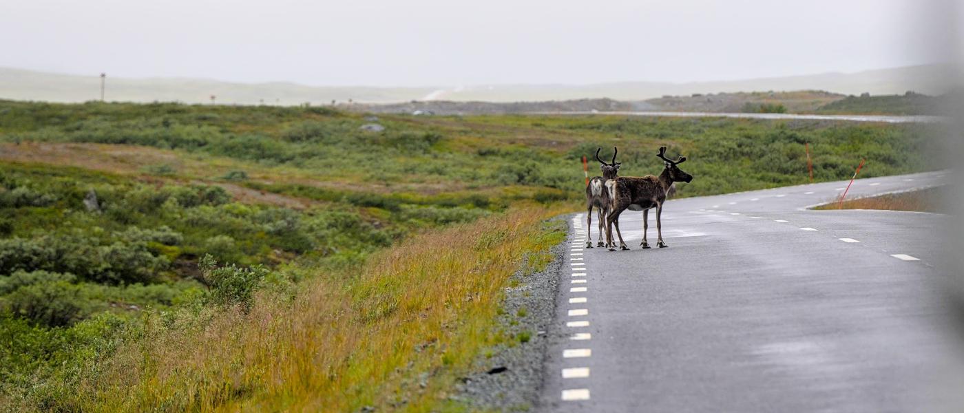 Skandinavien mit Kind und Kastenwagen - Nordschweden, Östersund, Vildmarksvägen, Sagavägen, Blåvägen